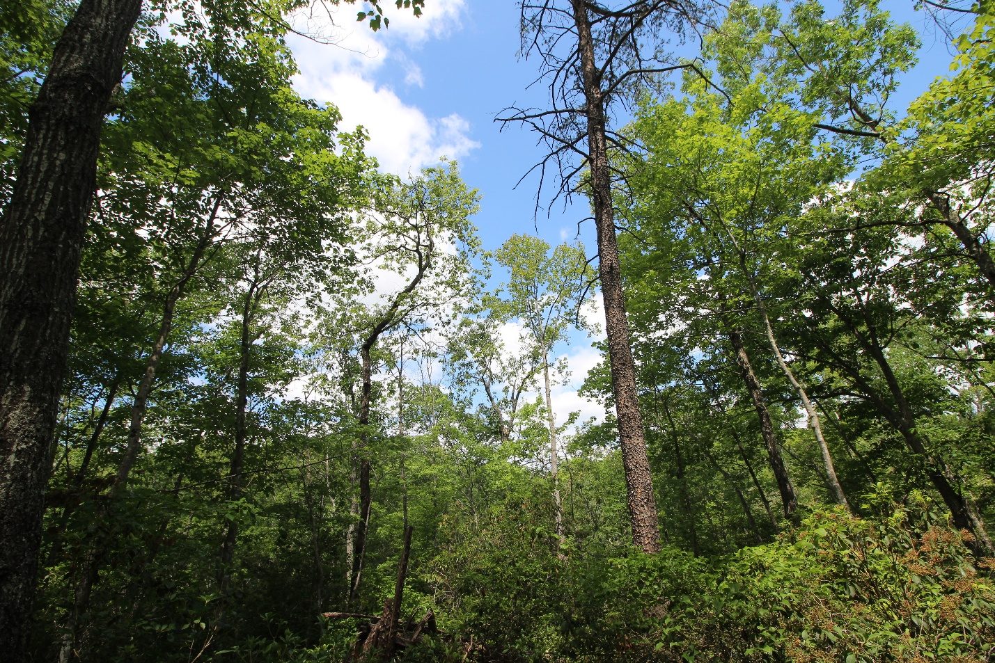 EOC 306 wooded ridge-top homesite