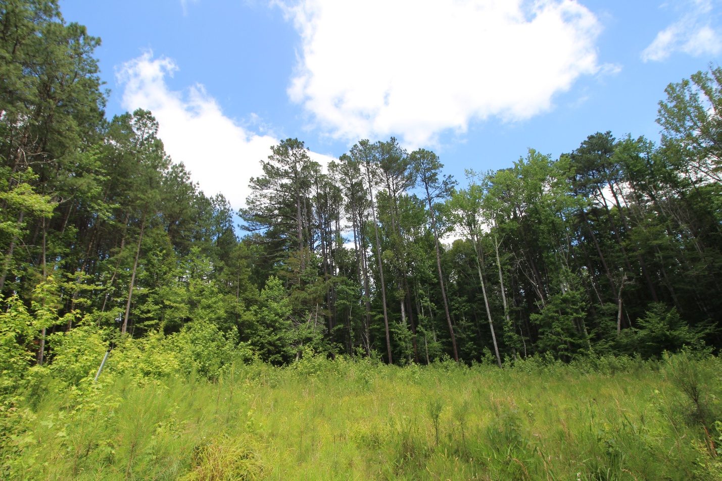 Mature wooded setting