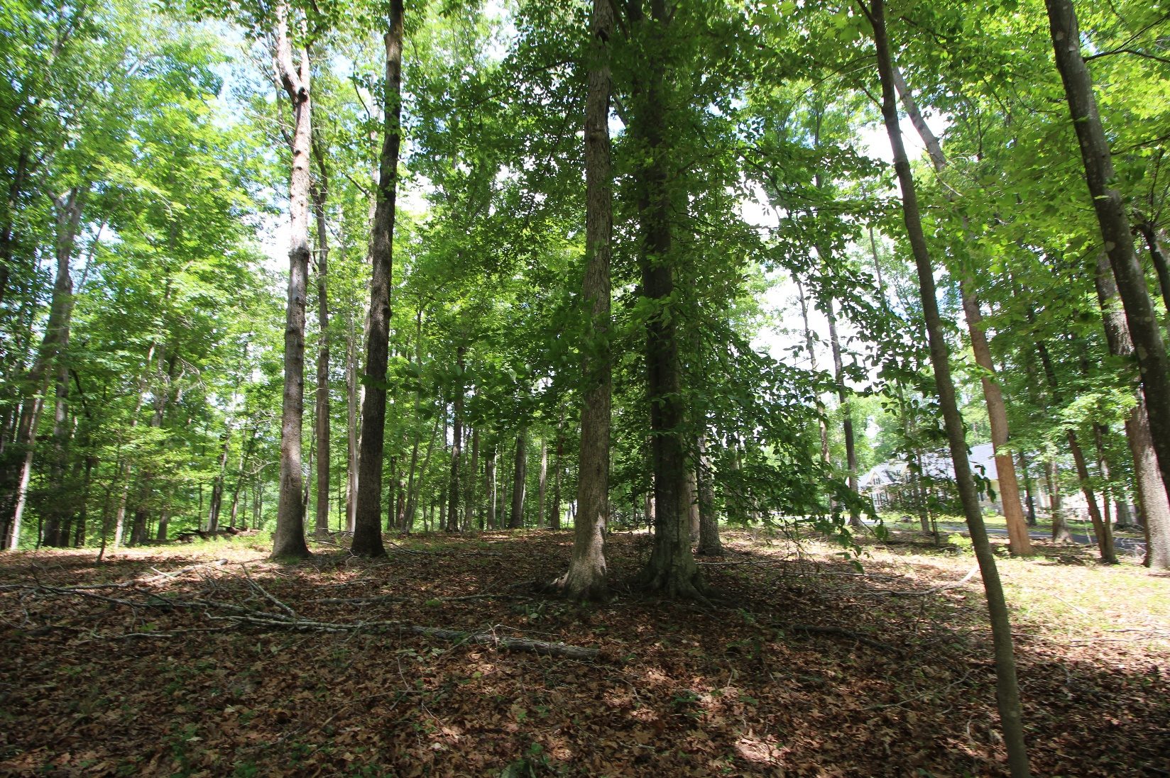 Wooded private driveway