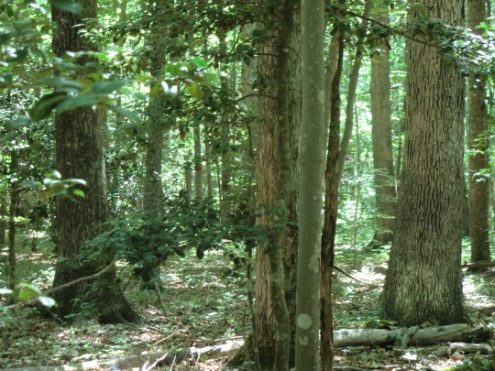 Mature hardwood trunks