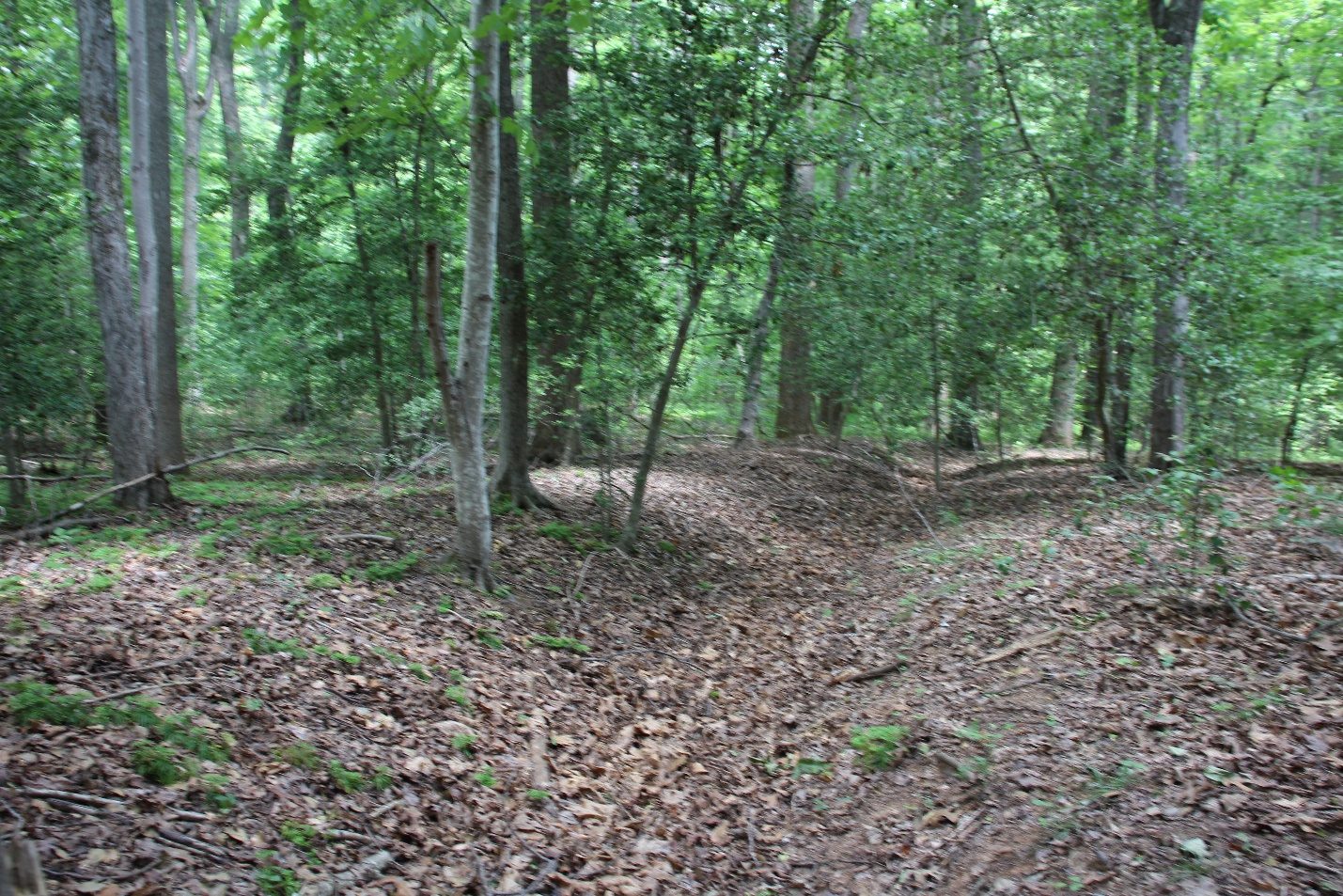 Historic trench area