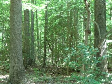 Historic woodland character